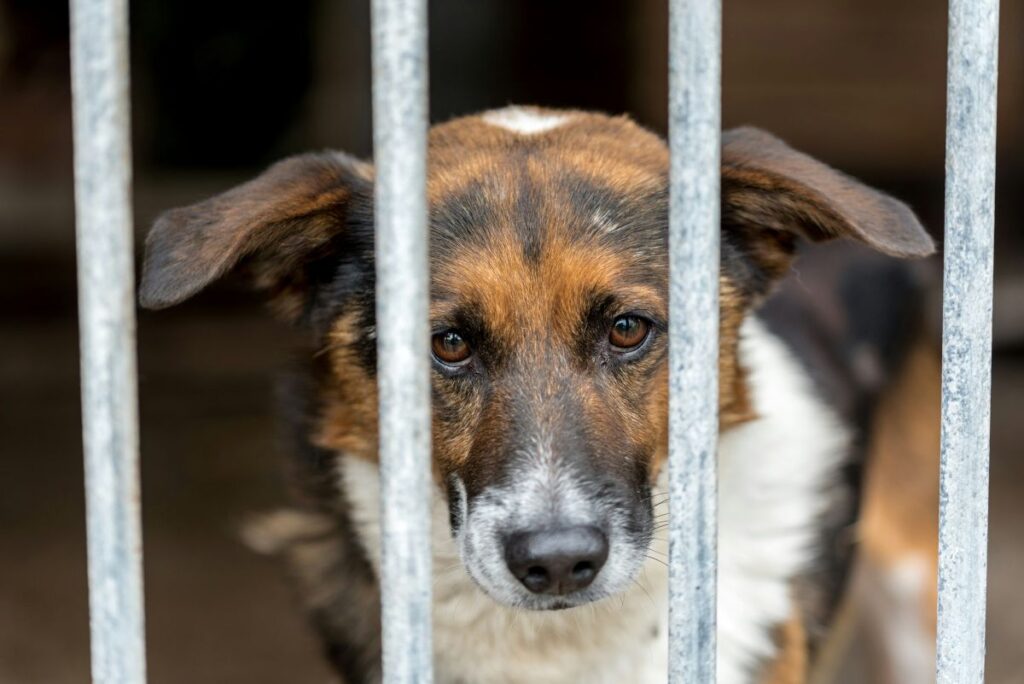 How to Set Up Donations for Animal Shelters on WordPress