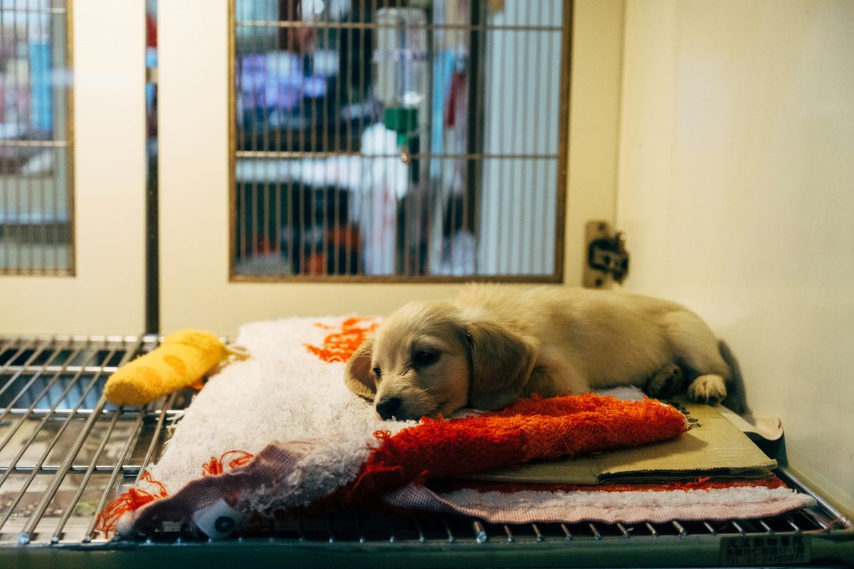 WordPress Donation Plugin for Animal Shelters and Rescue Groups